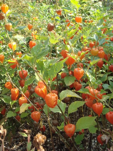 Physalis alkekengi 'Pygmy'
